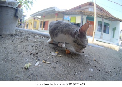 Gray Cat Eating Fish In The Yard