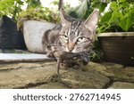 Gray cat eats a mouse. A close up portrait of a tabby cat outdoors holding a captured mouse in its mouth.