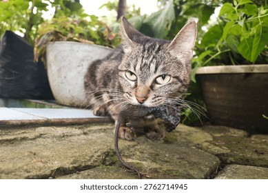 Gray cat eats a mouse. A close up portrait of a tabby cat outdoors holding a captured mouse in its mouth.