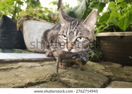 Gray cat eats a mouse. A close up portrait of a tabby cat outdoors holding a captured mouse in its mouth.