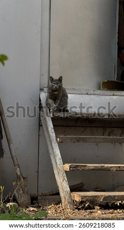 Gray cat with folded paws.