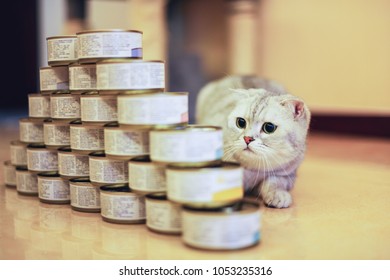 Gray Cat With Food Can