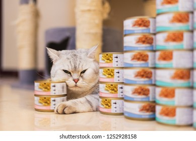 Gray Cat With Food Can