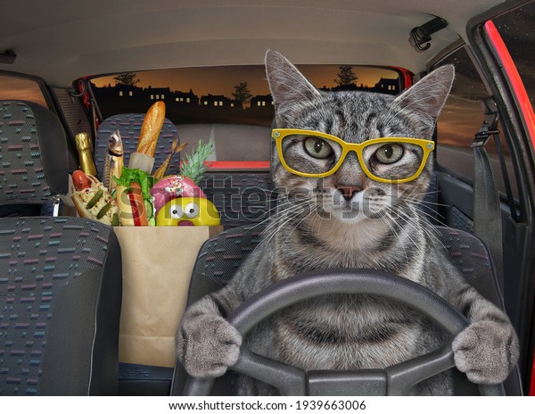 A gray cat in glasses\
is driving a car on the highway at night. A paper bag with food is\
next to him.