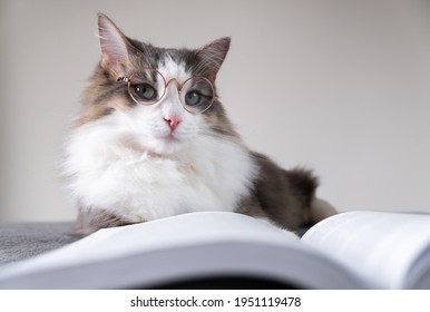 Gray cat with glasses reads a book lying on the bed. Smart pet. Animal librarian.