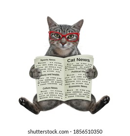 cat reading newspaper