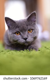 gray cat in green carpet