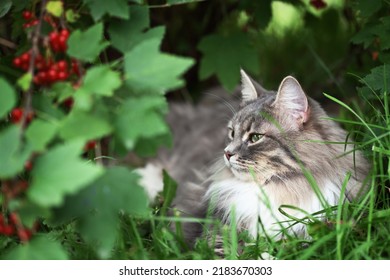 1,473 Resting Under A Bush Images, Stock Photos & Vectors | Shutterstock