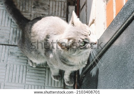 A gray cat with green eyes stands near the closed door and meows. The cat asks to let her into the house.