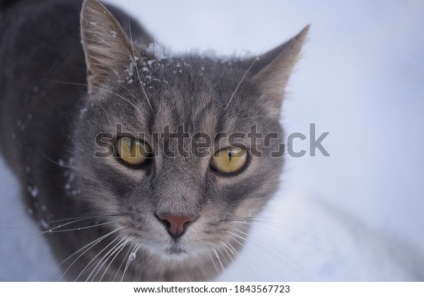 Photo De Stock Chat Noir Avec Une Douce Pellicule Shutterstock