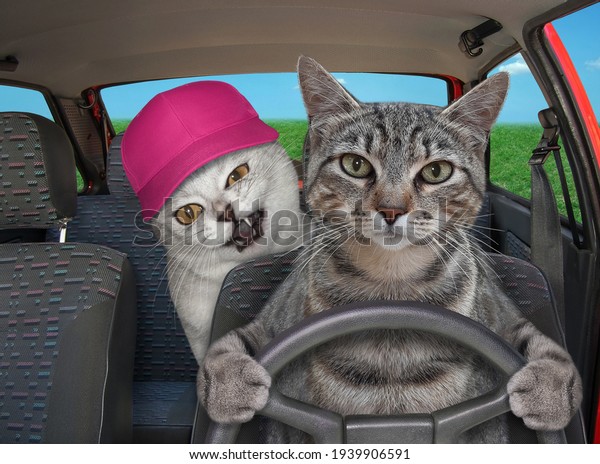 A gray cat with his friend is driving a car on\
the highway.