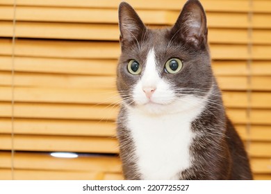 Gray cat with huge green eyes against the background of blinds. Selective focus. Portrait. High quality photo - Shutterstock ID 2207725527