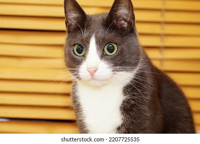 Gray cat with huge green eyes against the background of blinds. Selective focus. Portrait. High quality photo - Shutterstock ID 2207725535