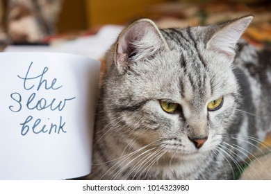 Gray Cat And Human Hand With Piece Of Paper With Inscription - The Slow Blink