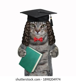 A gray cat judge in a wig and a black hat is holding a green book. White background. Isolated.