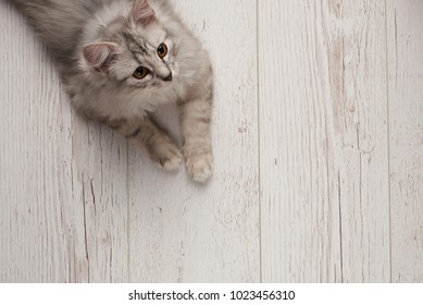 Gray cat lay on wooden floor looking on side