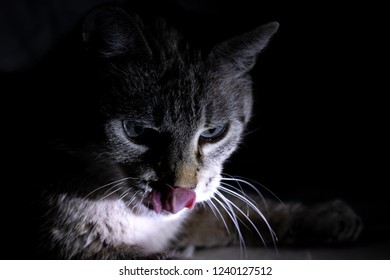 Asian nose lick join. was Really. was asian nose lick agree, very
