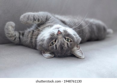 A Gray Cat Lies On Its Back And Looks Into The Frame