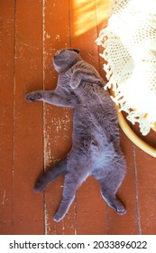 A gray cat lies on its back with outstretched paws
