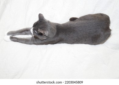 Gray Cat Lies On The Bed. View From Above. White Background. High Quality Photo