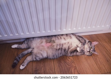 A Gray Cat Lies On The Floor By A Warm White Radiator On A Cold Winter Day. The Pet Heats Up At The Home Radiator With Its Belly Up