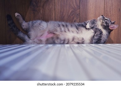 A Gray Cat Lies On The Floor By A Warm White Radiator On A Cold Winter Day. The Pet Heats Up At The Home Radiator With Its Belly Up