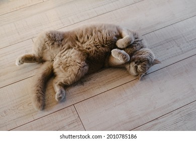 A gray cat lies on a laminate. The cat sits on his back on the floor. Thoroughbred scottish straight-eared cat.