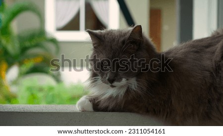 A gray cat lies on the railing by the porch. The cat is resting lying on the porch Refocusing from cat to nature A beautiful gray cat is resting on the veranda Home pet on the background of the street