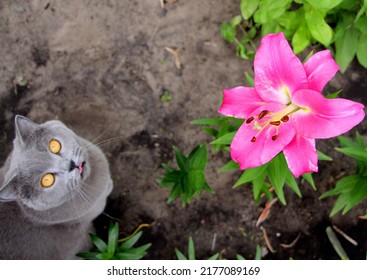 Gray cat in the lily flower garden.
The Scottish cat breed loves to walk and eat fresh pink large flowers.