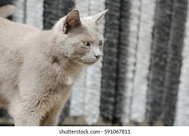 gray cat looking