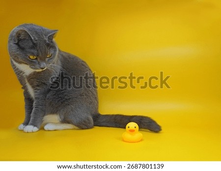 Gray cat looking at small yellow rubber duck on bright yellow background, humorous minimal composition of pet curiosity concept                            