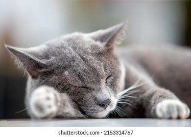 A Gray Cat Lying Comfortably On The Roof Of The Car.