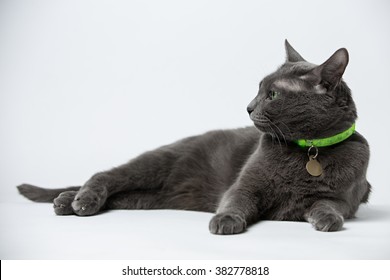 Gray Cat Lying And Looking Away In A Green Collar With Tag, Grey Background, Russian Blue Cat