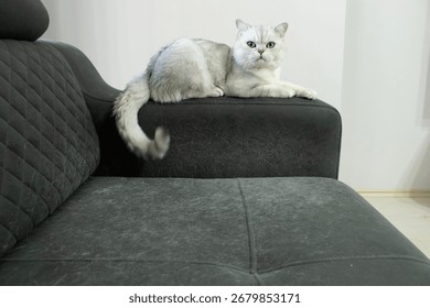 Gray cat lying on backrest of upholstered sofa with visible pet hair shedding. Furniture surface shows household problem. Great for hygiene, allergy, cleaning, pet care use.