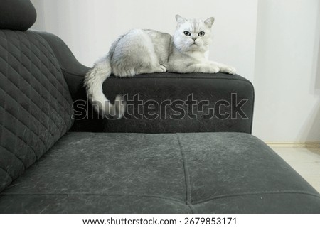 Gray cat lying on backrest of upholstered sofa with visible pet hair shedding. Furniture surface shows household problem. Great for hygiene, allergy, cleaning, pet care use.
