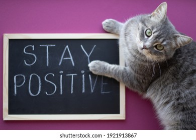 Gray Cat Lying On The Purple Background With A Board. Stay Positive Sign. Motivational Words. 