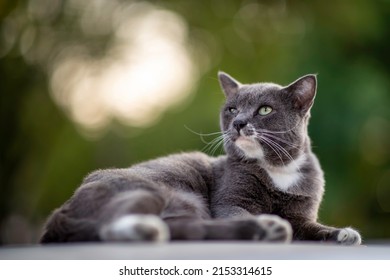 The Gray Cat Was Lying On The Roof Of The Car And Was Staring At Something.