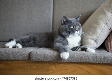 The gray cat lying on the sofa