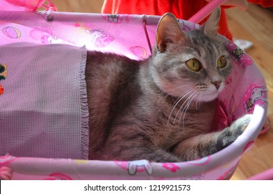 Gray Cat Lying In A Pink Toy Stroller Under The Veil