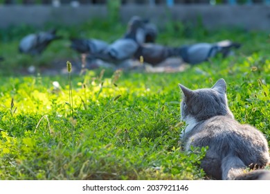 a gray cat, a mixture, a cross between a British breed, lies on the green grass, hiding, watching and hunting birds, pigeons in the courtyard of a country estate, at home