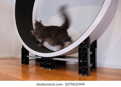 Gray cat (motion blur) is running in an exercise wheel that stands on a wooden floor - Powered by Shutterstock