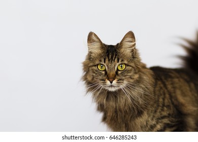 Gray Cat Mug Shot Portrait On White Background