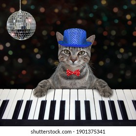 A gray cat musician in a blue hat plays the piano in a nightclub.