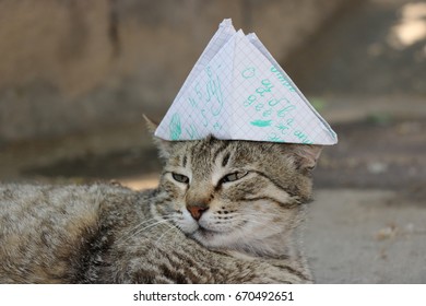 A Gray Cat With A Napoleon Paper Cap On His Head