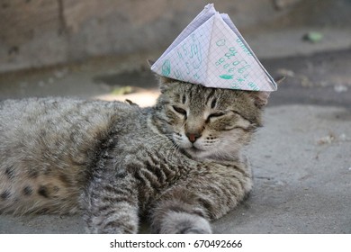 A Gray Cat With A Napoleon Paper Cap On His Head