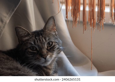 gray cat next to the window