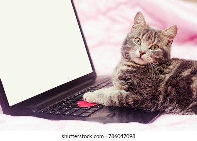 Gray Cat At Notebook