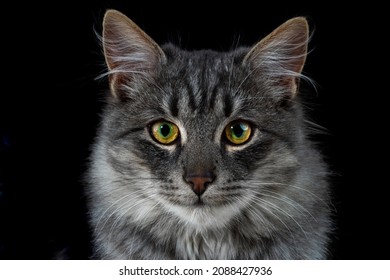 Gray cat on a black background. Close-up view head of an fluffy pet. Large green-yellow eyes focused gaze. Long pile, dark stripes. Feline face portrait