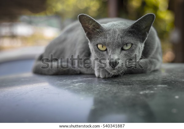 A gray cat on the car roof\
top