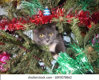 Gray Cat On Christmas Tree